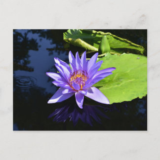 Lila Seerosen-Sammelkarten Postkarte