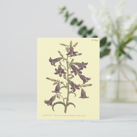 Lila sibirische Blütendarstellung Postkarte (Stehend Vorderseite)