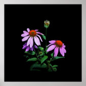 Lila Sitzblende auf schwarz Poster (Vorne)