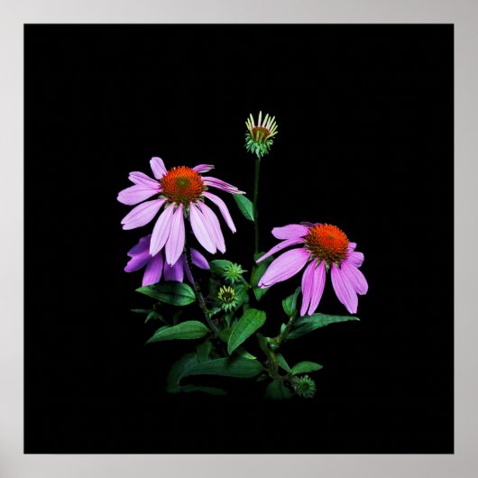 Lila Sitzblende auf schwarz Poster (Vorne)