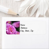 Lila Sommerdahlia-Adresse (Insitu)