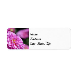 Lila Sommerdahlia-Adresse