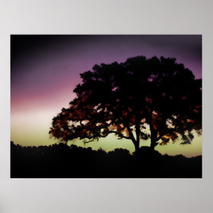 Lila Sonnenuntergang-und Eichen-Baum-Silhouette Poster