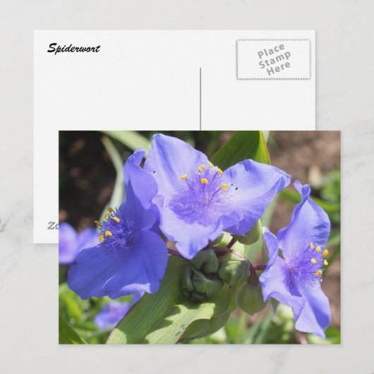 Lila Spiderwort Postkarte (Vorne/Hinten)
