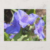 Lila Spiderwort Postkarte (Vorderseite)