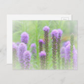 Lila Spikatblume Postkarte (Vorne/Hinten)