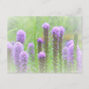 Lila Spikatblume Postkarte