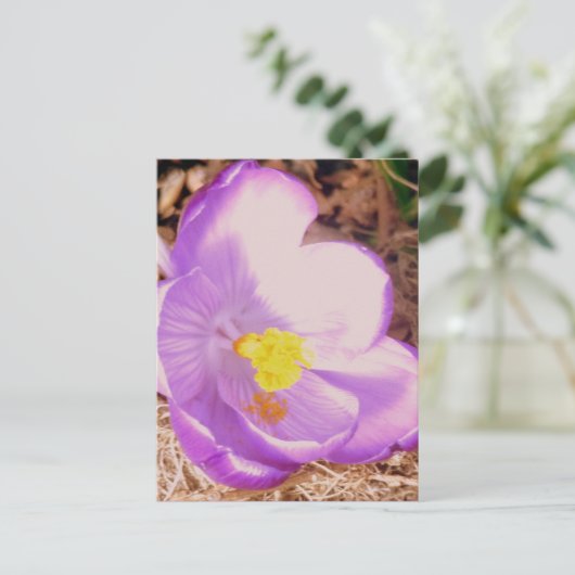 Lila Spring Crocus Postkarte (Stehend Vorderseite)