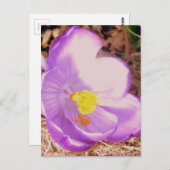 Lila Spring Crocus Postkarte (Vorne/Hinten)