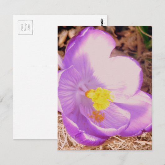 Lila Spring Crocus Postkarte (Vorne/Hinten)