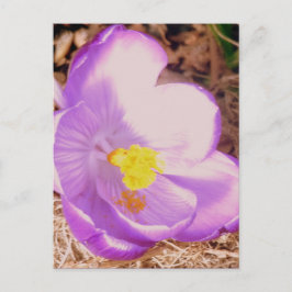 Lila Spring Crocus Postkarte