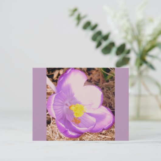 Lila Spring Crocus Postkarte (Stehend Vorderseite)