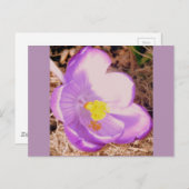 Lila Spring Crocus Postkarte (Vorne/Hinten)