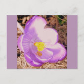 Lila Spring Crocus Postkarte (Vorderseite)
