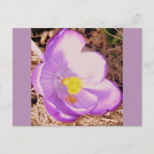 Lila Spring Crocus Postkarte (Vorderseite)