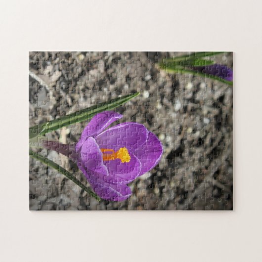 Lila Springtime und Gelbe Crocus Blume Foto J Puzzle (Horizontal)
