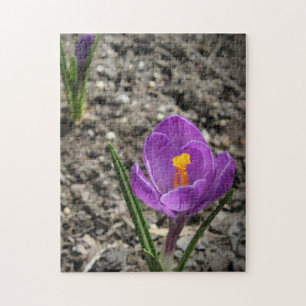 Lila Springtime und Gelbe Crocus Blume Foto J Puzzle