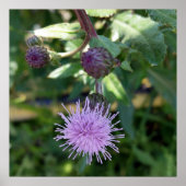 lila Spritze Poster (Vorne)