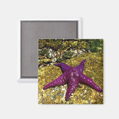 Lila Starfish Magnet (Vorderseite/Rückseite)