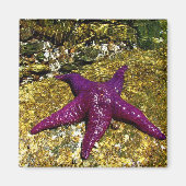 Lila Starfish Magnet (Vorne)