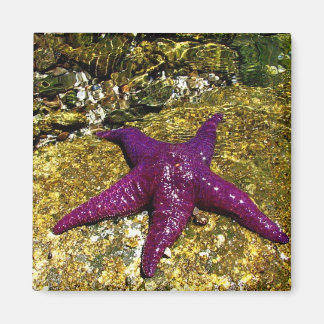 Lila Starfish Magnet