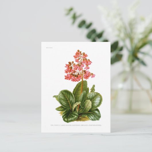 Lila Steinbrech Postkarte (Stehend Vorderseite)