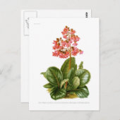 Lila Steinbrech Postkarte (Vorne/Hinten)