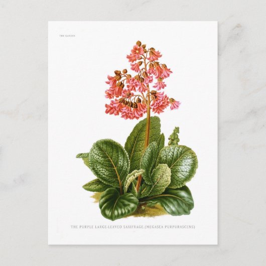 Lila Steinbrech Postkarte (Vorderseite)