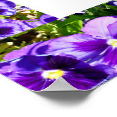 Lila Stiefmütterchen Bilderrahmen, Poster (Ecke)