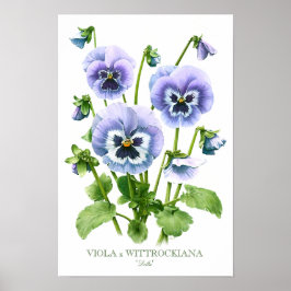 Lila Stiefmütterchen Botanische Kunst Print Poster