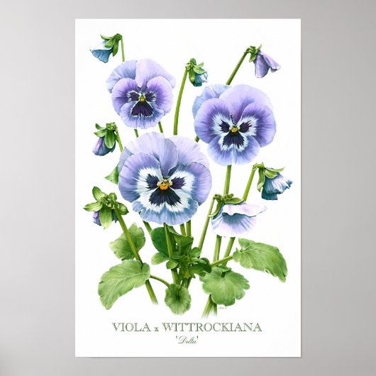 Lila Stiefmütterchen Botanischer Kunstdruck Poster (Vorne)