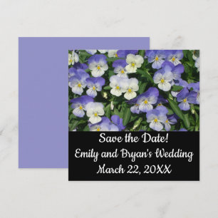 Lila Stiefmütterchen Garten Blumen