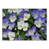 Lila Stiefmütterchen Garten Blumen (Vorderseite (Horizontal))