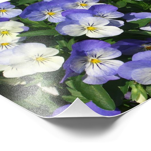 Lila Stiefmütterchen Garten Blumen Fotodruck (Ecke)