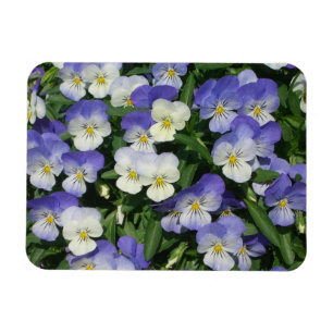 Lila Stiefmütterchen Garten Blumen Magnet