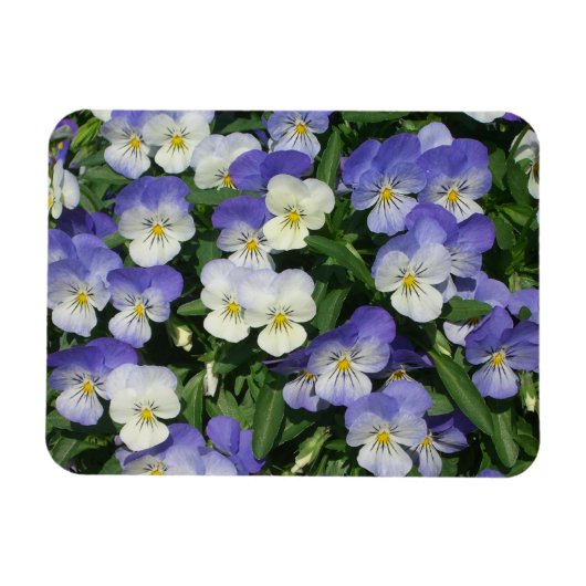 Lila Stiefmütterchen Garten Blumen Magnet (Horizontal)