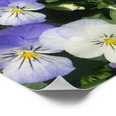 Lila Stiefmütterchen Garten Blumen Poster (Ecke)