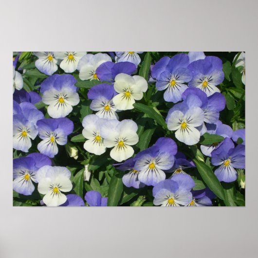 Lila Stiefmütterchen Garten Blumen Poster (Vorne)