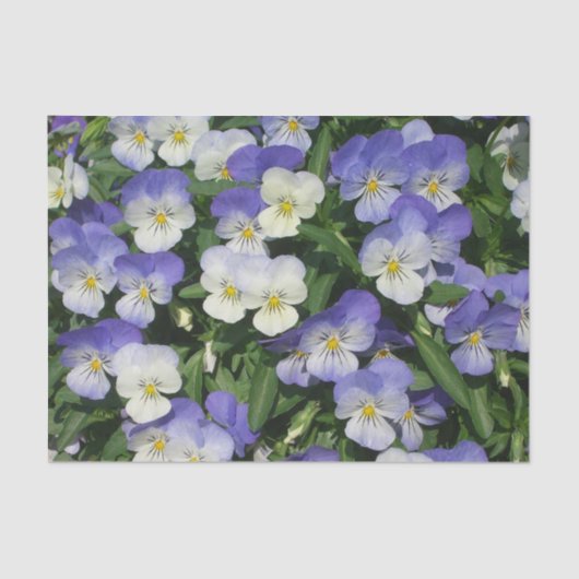 Lila Stiefmütterchen Garten Blumen Seidenpapier (Vorderseite)