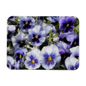 Lila Stiefmütterchen Magnet (Horizontal)