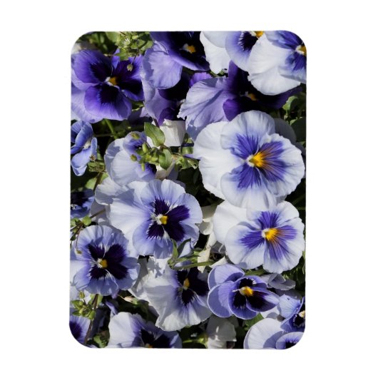 Lila Stiefmütterchen Magnet (Vertikal)