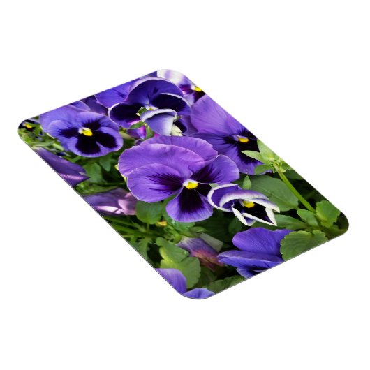 lila Stiefmütterchen Magnet (Rechte Seite)