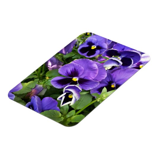 lila Stiefmütterchen Magnet (Linke Seite)