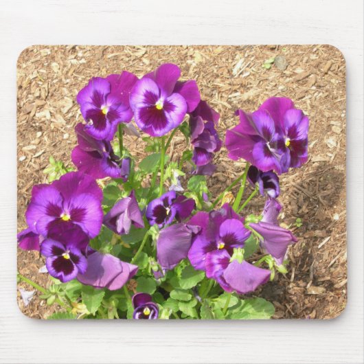 Lila Stiefmütterchen Mousepad (Vorne)