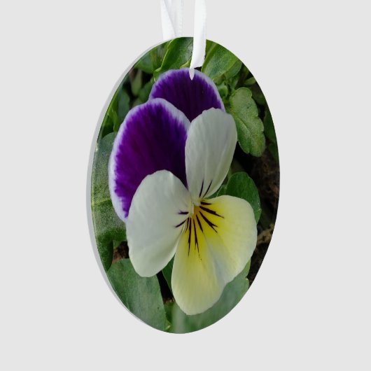 Lila Stiefmütterchen Ornament (Vorderseite)