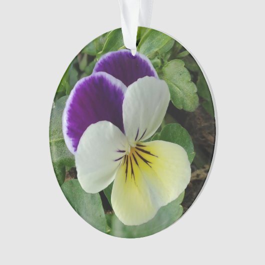 Lila Stiefmütterchen Ornament (Vorderseite)