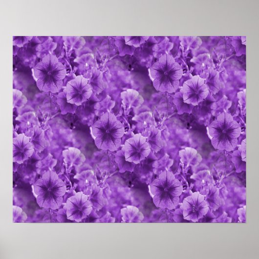 Lila Stiefmütterchen... Poster (Vorne)