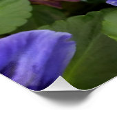 lila Stiefmütterchen Poster (Ecke)