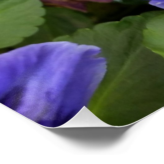 lila Stiefmütterchen Poster (Ecke)