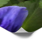 lila Stiefmütterchen Poster (Ecke)